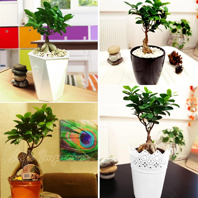 Bonsaï Artificiel En Pot - Décoration Intérieure Plante Verte Réaliste - 19 Cm De Hauteur - Plastique Vert Foncé