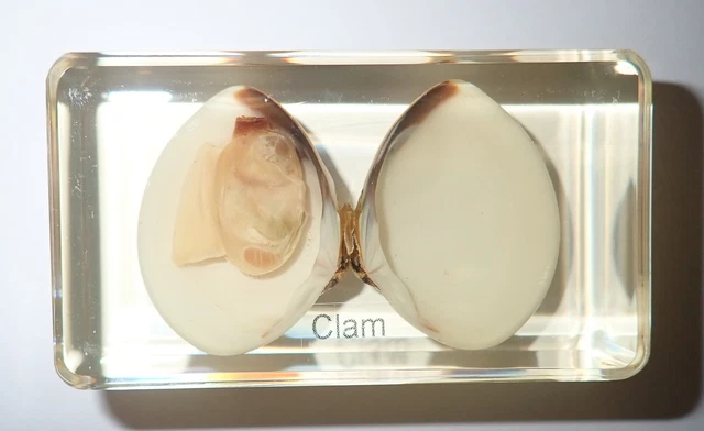 Chinese Surf Clam Specimen 73x41x22 mm Amber Clear Resin Block BK2A