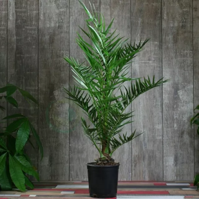 Organic Flower Seeds Palm "Canary" (Phoenix canariensis) Natural Plant indoor.