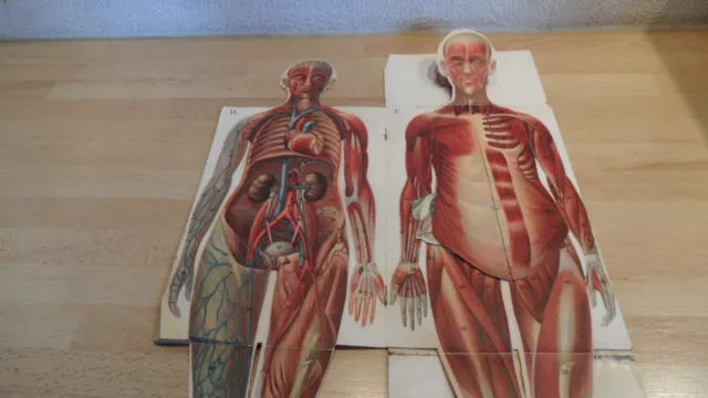 Alte Biologie Anatomie Lehrmittel Faltbild Mensch Skelett Bong&Co Berlin Leipzig