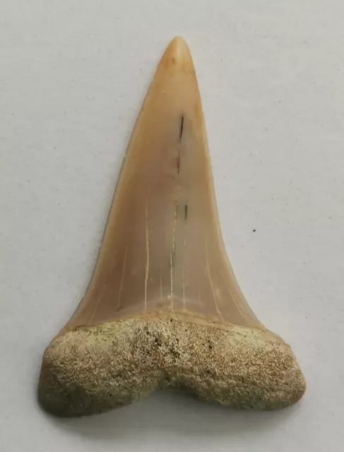 Dente Fossile ISURUS HASTALIS - MAKO SHARK 32 mm. - Neogene, Miocene - USA