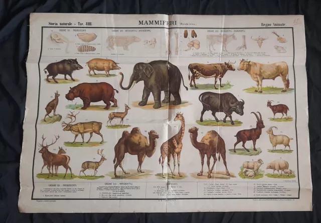 Mammiferi Regno Animale tavola III - PARAVIA & C.  poster manifesto didattico