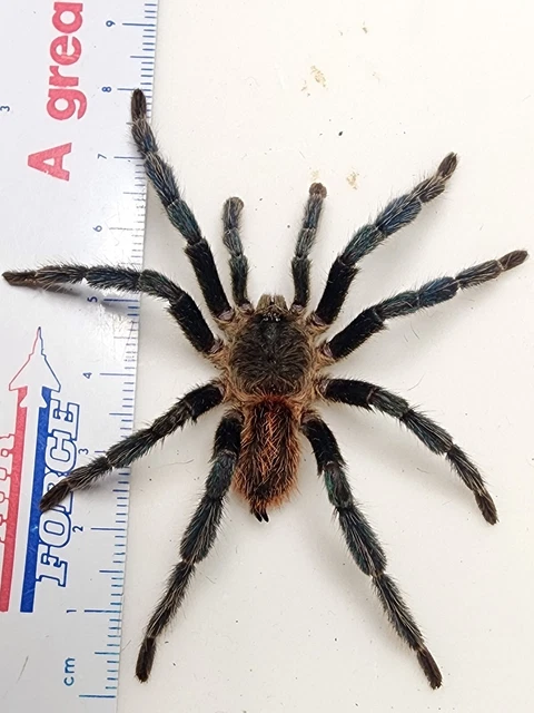 Dolichothele diamantinensis Mature Male Brazilian Dwarf Blue Tarantula Spider
