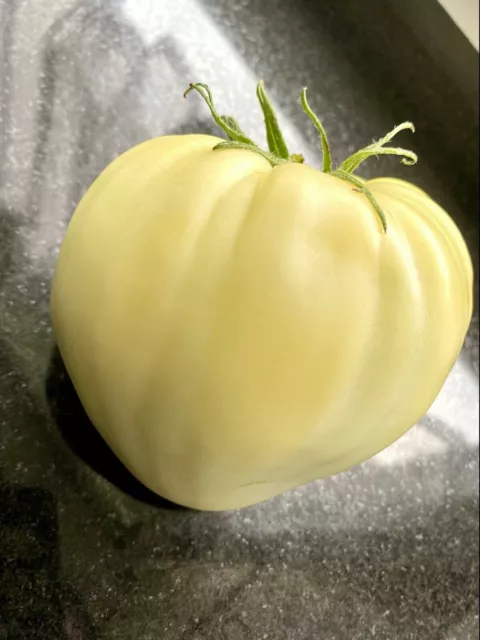 CUOR DI BUE BIANCO, 50 semi di pomodoro GIGANTE - POMODORO GIGANTE + OMAGGIO