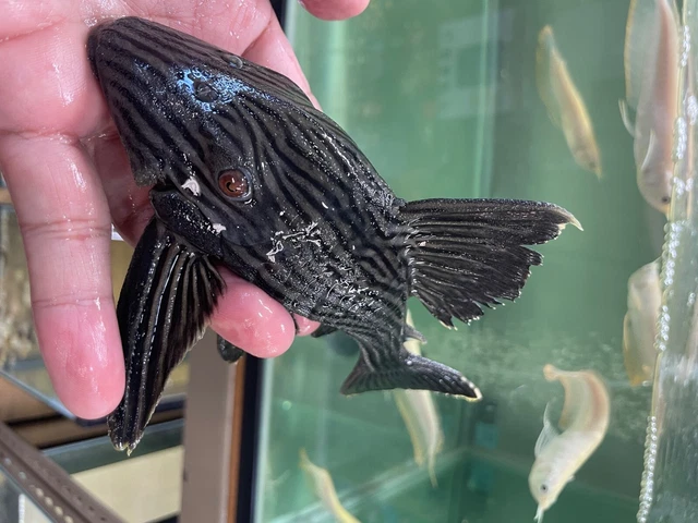 L190 Royal pleco 6-7" length live freshwater fish