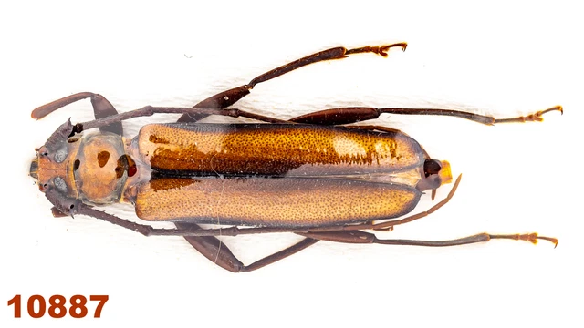 Cerambycidae: Xystrocera sp.  A2, 25 mm, 1 pc