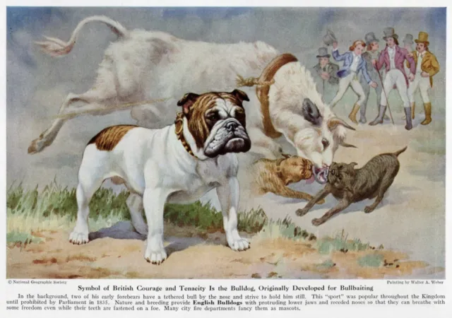 Bulldog | English "Fighting" - CUSTOM MATTED - 1943 Vintage Color Dog Art Print