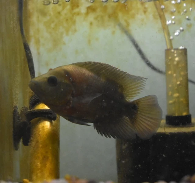 Live Trimac Cichlid (5-6" Rare Tropical Freshwater Aquarium Fish) PLS READ DESC 9