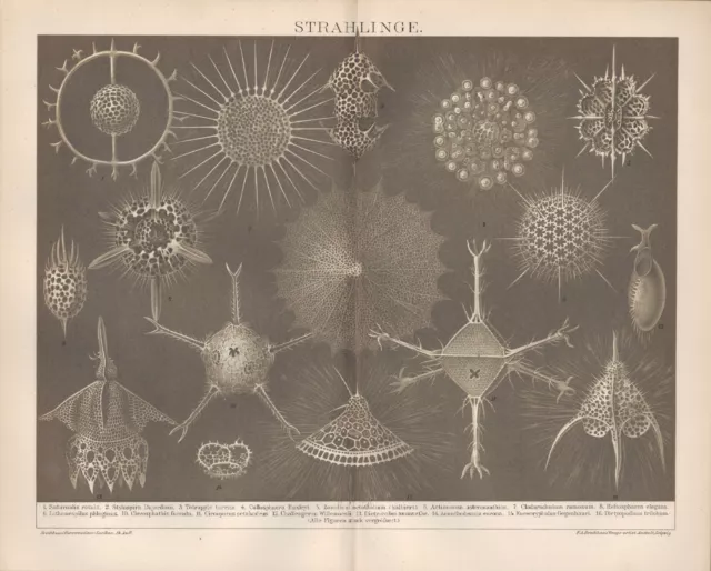 Chromo-Lithografien 1895: STRAHLINGE. Wurzelfüßer Radiolara Kunstform der Natur