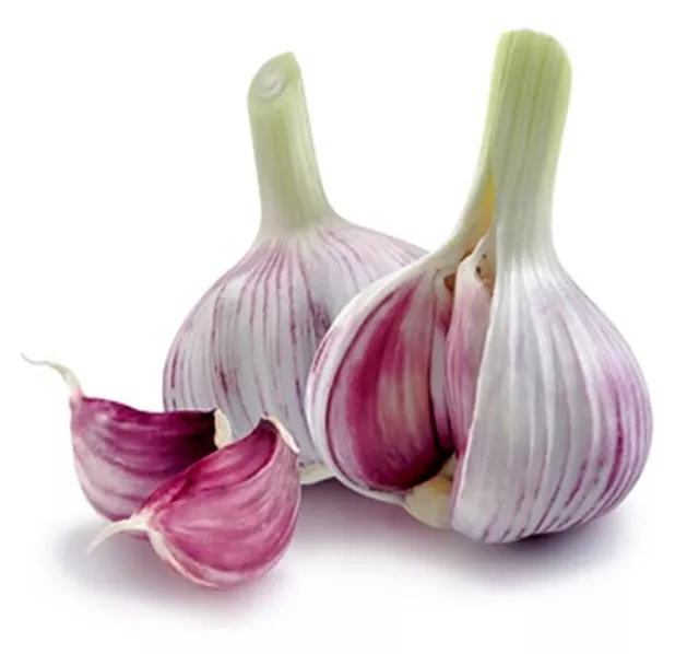 Knoblauch Kapseln (allium sativum) - 100 % ganz ohne Füllstoffe