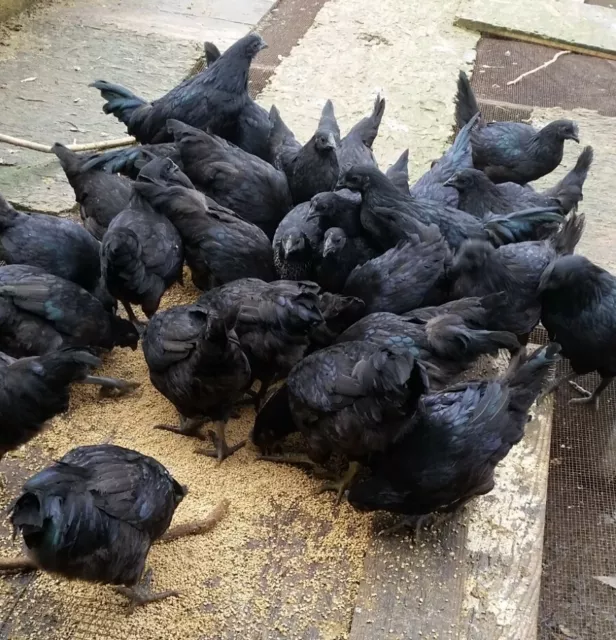 Ayam Cemani hatching eggs 6 total