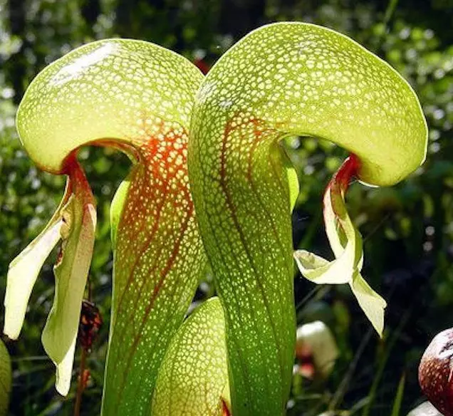 Giglio Cobra - Darlingtonia California - Pianta Carnivore - Semi Seeds