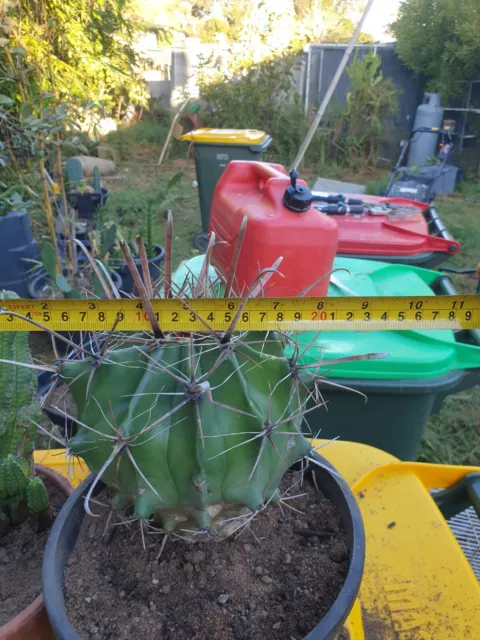 rare Ferocactus wislizeni  Cactus Big Fish-hook Barrel Cactus