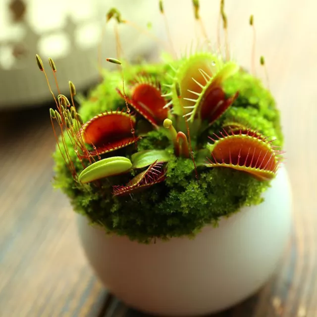 Planta Carnívora 100 Venus Flytrap Semillas Dionaea Semilla Moscatero Bonsái 3