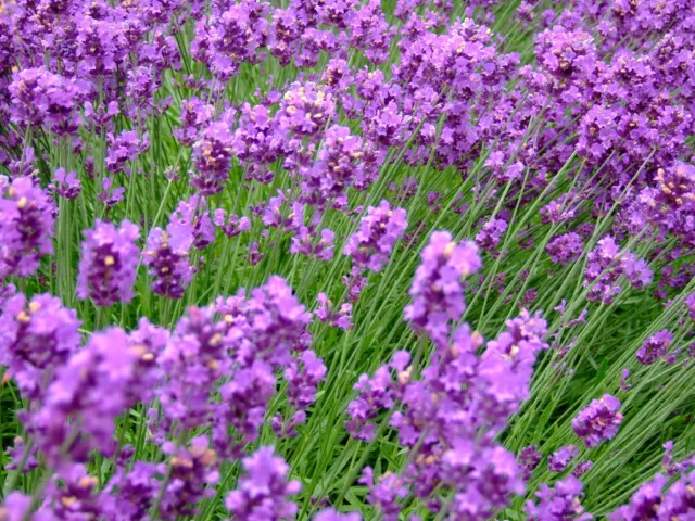 5.000+ Samen Lavandula angustifolia - Echter Lavendel Großpackung