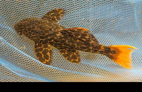 L427 Jatupu Leopard Cactus Pleco