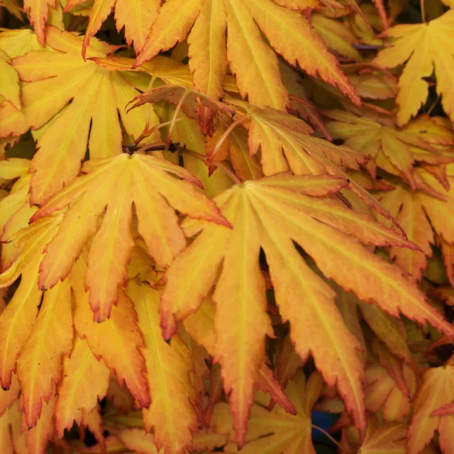 Acer palmatum 'Orange Dream' | Japanese Maple Deciduous Garden Plant Tree In Pot