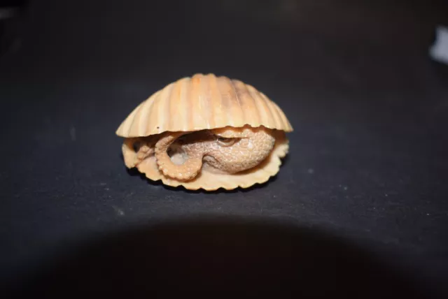 Oktopus in einer Muschel, Japan, Taguanuss, Augen eingelegt, 50mm