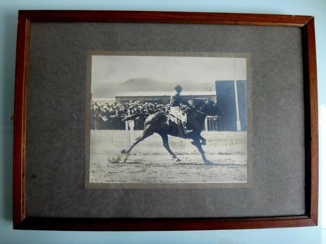 Photo Ancienne Tirage Argentique - Cheval Et Arbre - Curiosité Vintage 1900-1939