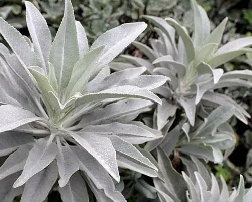 White Sage 20 - 750 Seeds ORGANIC Herbs Salvia Apiana Medicinal Rare Perennial
