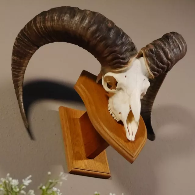 Mufflon Aries Cornamenta Trofeo de Calavera Hornlänge 65CM En Escudo 82.1.59