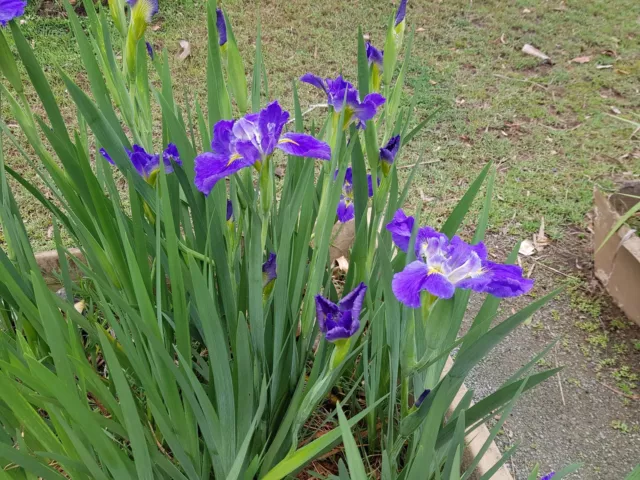 Water iris mixed color s x 6 Plants