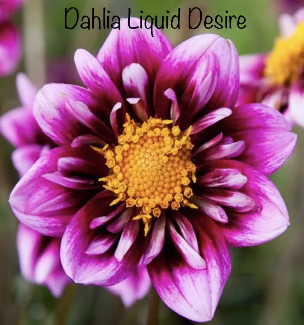 Dahlia Liquid Desire X 3
