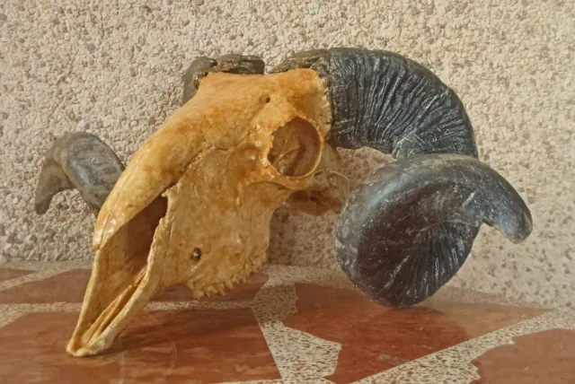 Cráneo tratado auténtico trofeo cornamenta cuernos grandes calavera Oeste