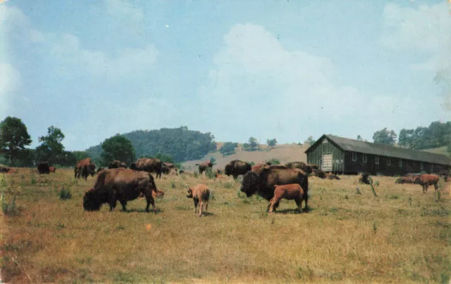 Postcard Trexler-Lehigh County Game Preserve Schnecksville Pennsylvania