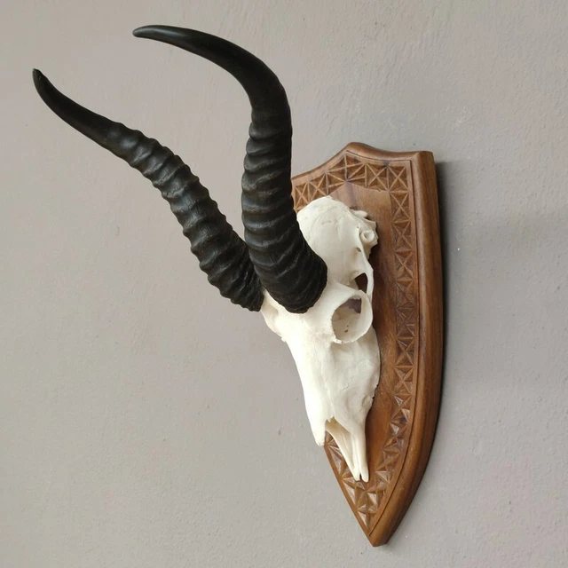 Gacela Antílope Trofeo de Calavera En Escudo de Trofeo Hl 33 CM Decoración