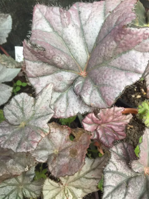 Begonia Bernard Yorke  ..Outstanding New Release,Compact & Colourful