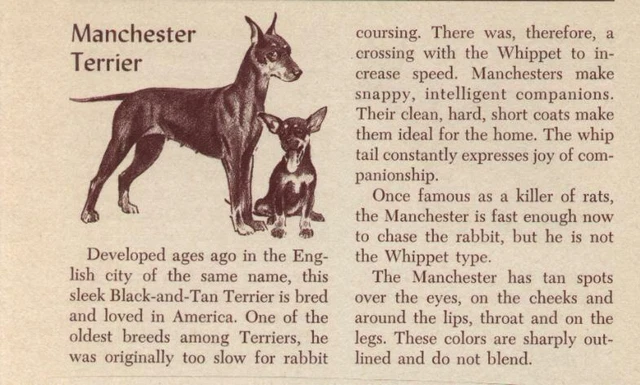Manchester Terrier - CUSTOM MATTED - Vintage Dog Art Print - 1954 M. Dennis
