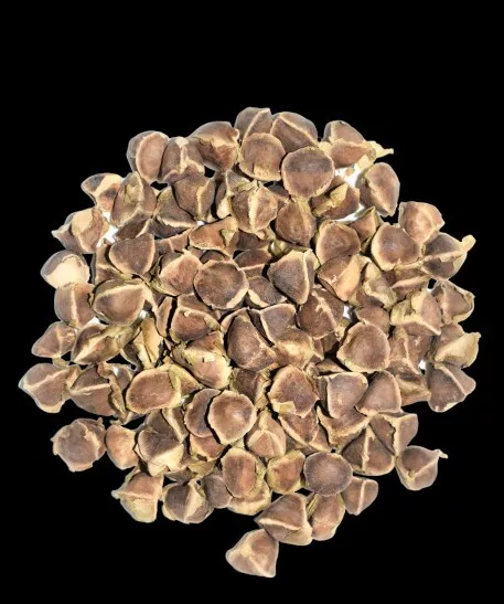 1 kg de  graines de moringa oleifeira