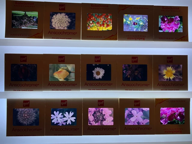 Lote de 120 flores surtidas de proyector 2x2 Kodak Gof