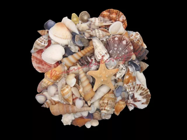 Mixed Shells Natural shell Seashells Beach Shell Wedding Display Craft Aquarium 3