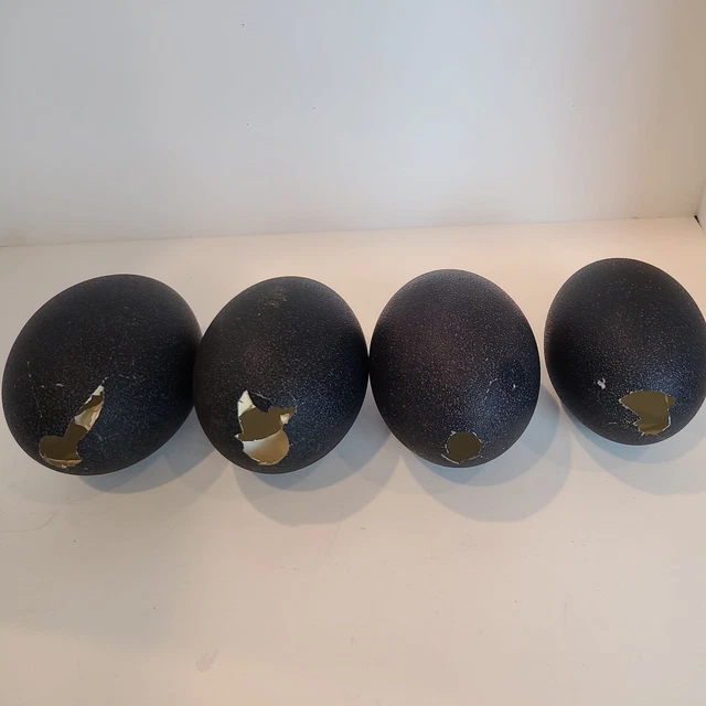 4 hermosas cáscara de huevos de emú grande para artesanía