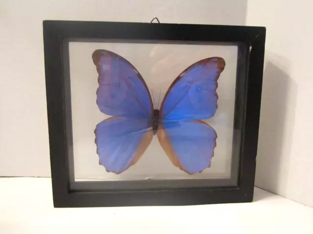Real Framed Butterfly Morpho  Didius Bright Neon Blue Peru Riker Display
