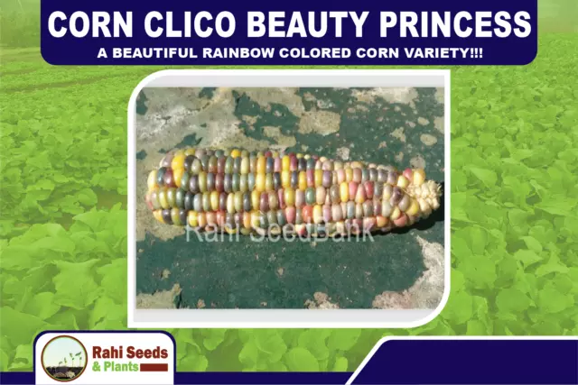 Corn Clico Beauty Princess - A Beautiful Rainbow Colored Corn Variety!!!