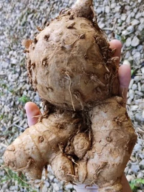 Temu lawak Curcuma zanthorrhiza 1 Racine fraîche pour culture JardinThai