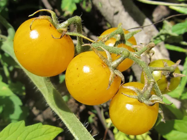 Gelbe Kirschtomate - 10+ Samen - SÜSS und FEIN! P 128