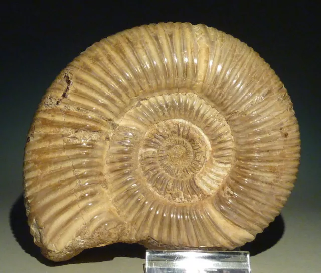 Ammonit  Madagaskar Perisphinctes 155 Millionen Jahre poliert  12,5 cm 514 g