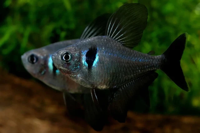 Group of 8+2 Live Black Phantom Tetras Premium Freshwater Tropical Fish Grade A+