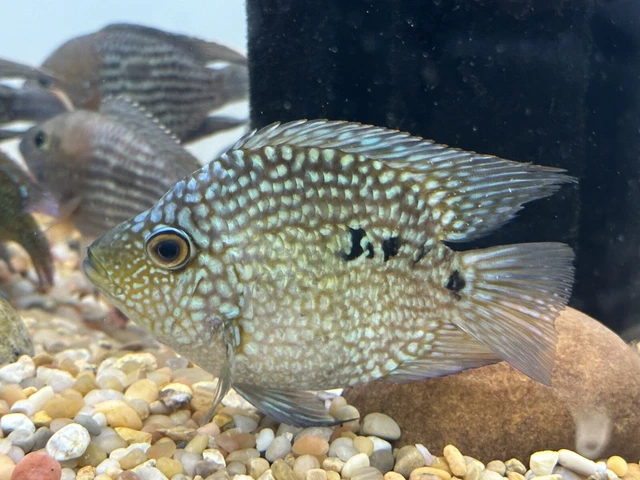 Shortbody Carpintis Cichlid 5” - Live Freshwater Tropical Aquarium Fish