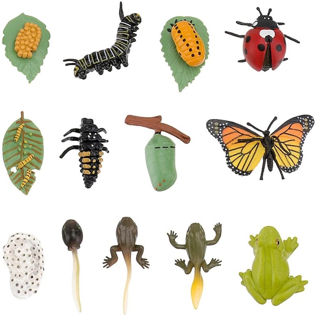 Cobee Lot De 4 Figurines Dinsectes Pour Cycle De Vie Des Papillons Apprentissage Prescolaire Enseignement Des Insectes Cyc Amz B
