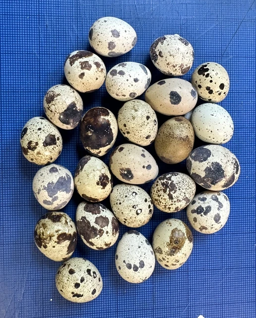 15+ FERTILE HATCHING Coturnix Quail Eggs 14.99 PicClick