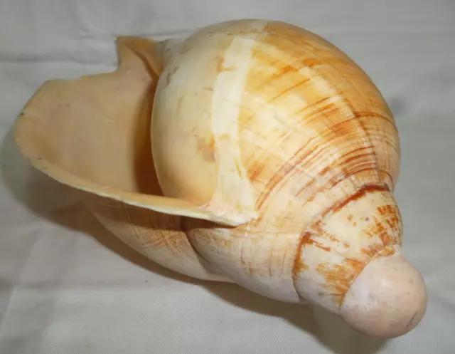 LARGE BAILER SHELL - 23cm long - nice vintage specimen - very good condition