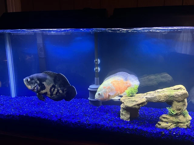 live fish for sale Tiger Oscars