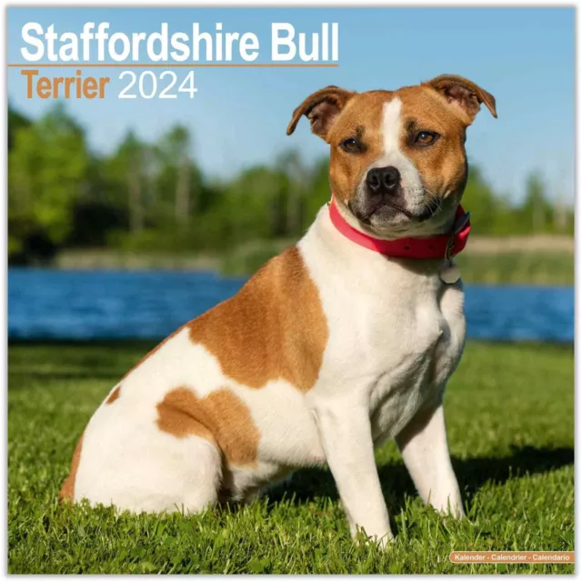 STAFFORDSHIRE BULL TERRIER Calendar 2025 FULL SIZE 12x24 Made in USA