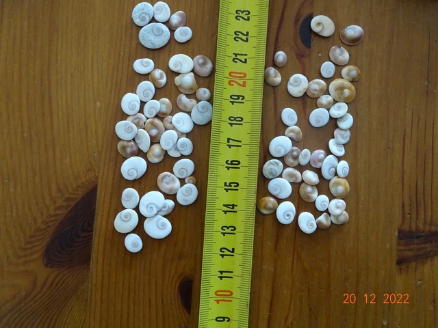 LOT DE 60 "Yeux de Sainte Lucie" Porte Bonheur - Rare - Prix: 6