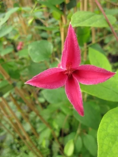 Clematis texensis Princess Diana (60 - 100 cm) - Waldrebe / Klematis